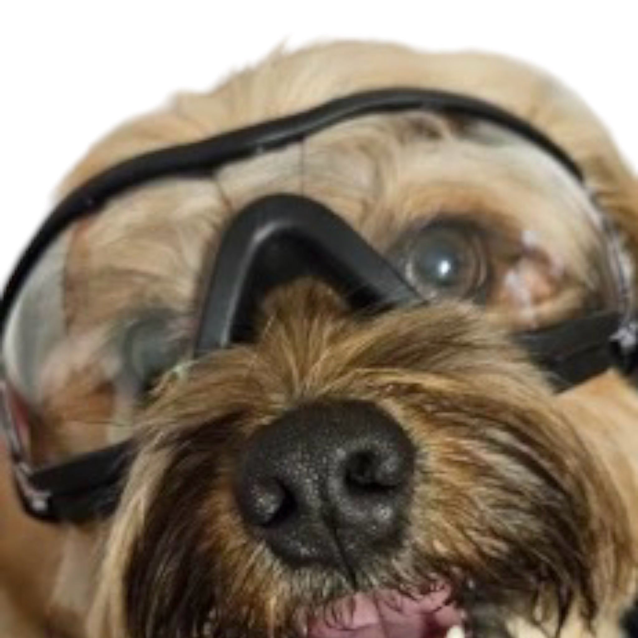 Hundebriller med UV-beskyttelse – klare eller mørke glass