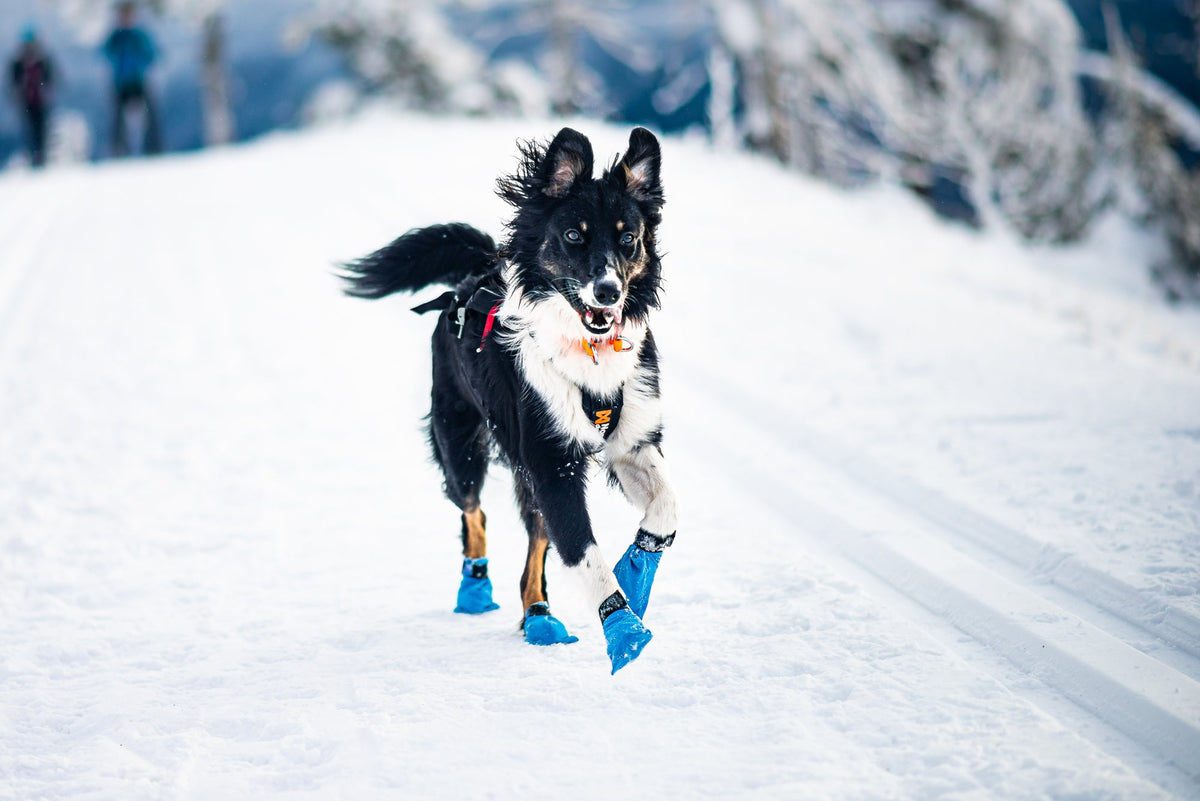 Non-stop dogwear Long Distance Bootie potesokker