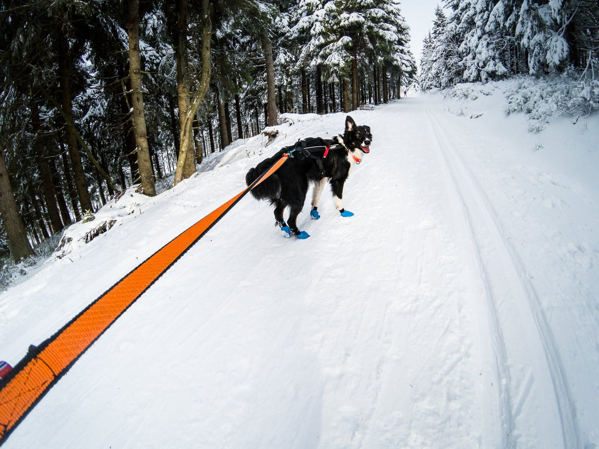 Long Distance Bootie potesokker fra Non-stop dogwear