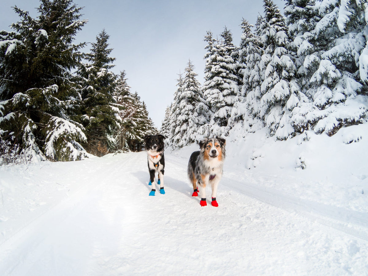 Long Distance Bootie potesokker fra Non-stop dogwear