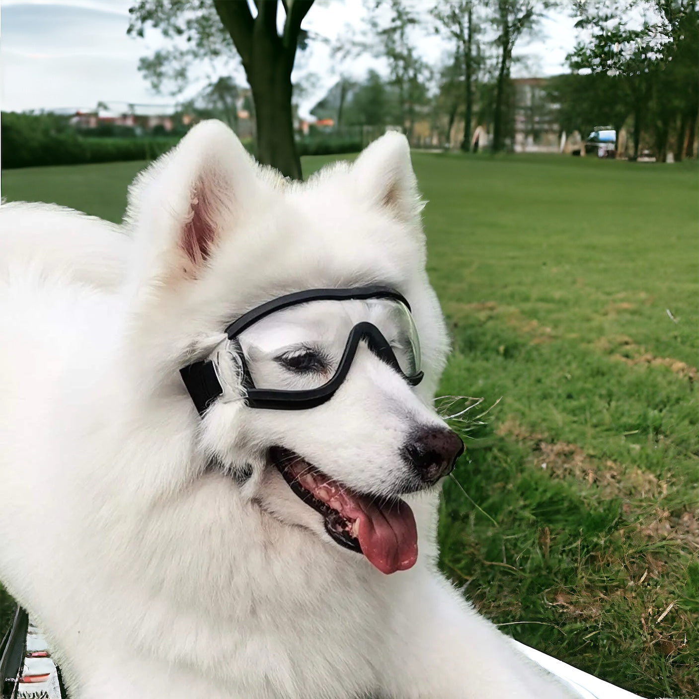 Hundebriller med UV-beskyttelse – klare eller mørke glass