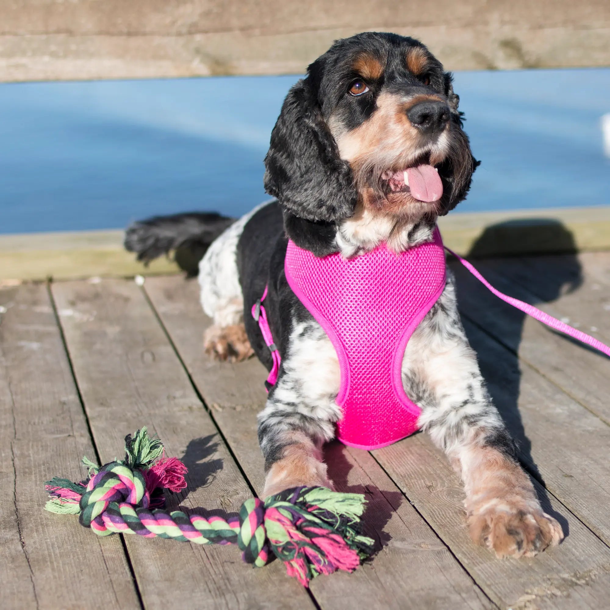 Hund med rosa sele ligger på en brygge ved vannet. Ved siden av ligger Hundeleke – tyggetau / tauknute fra Dogman.