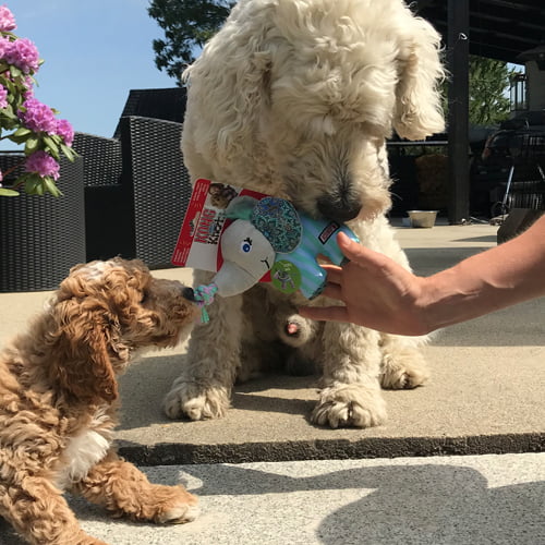 Søt hundeleke fra KONG – Knots Carnival Elephant