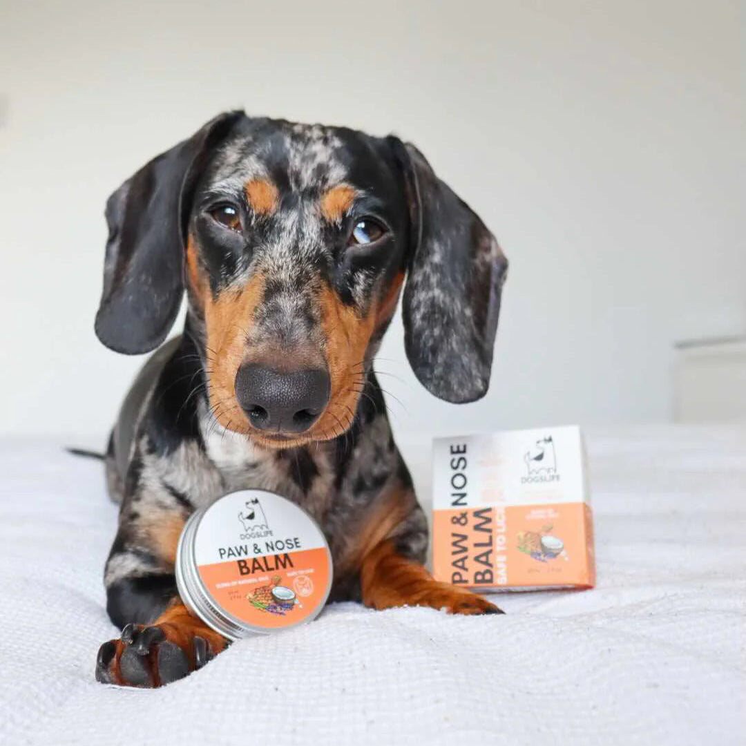 Potesalve og snutesalve til hund – Naturlig beskyttelse mot kulde og varme | Our Dogs Life