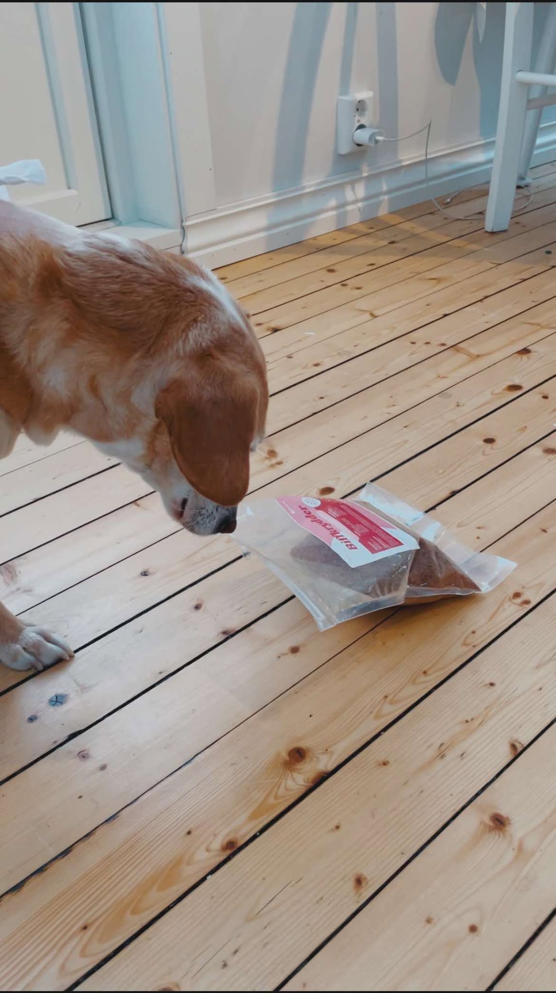 Hund som snuser på en pose biffkrydder av malt storfevom fra Radical Dog