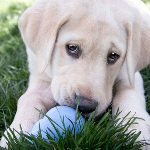 KONG Puppy Hundeleke