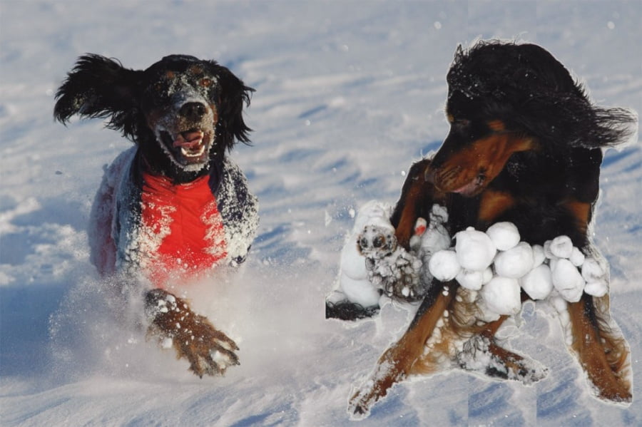 Jægerens superdekken