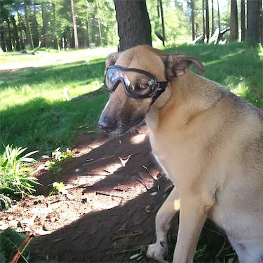 Hundebriller med UV-beskyttelse – klare eller mørke glass