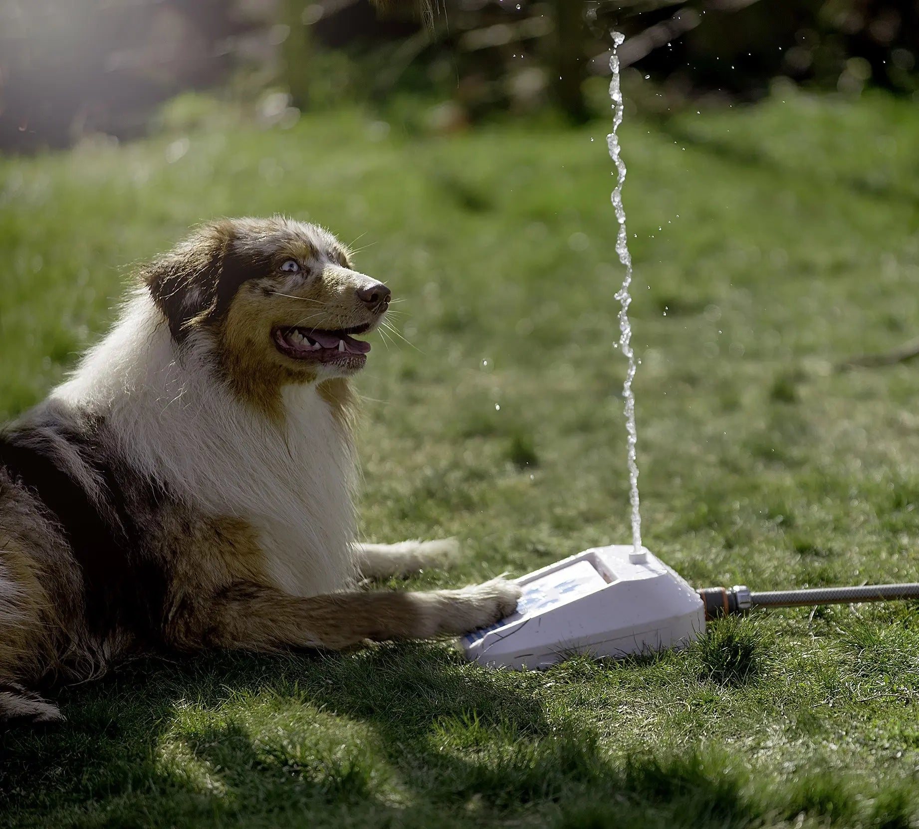 Hund ligger i gresset en varm sommerdag med poten på vannfontenen som spruter en vannstråle opp i luften.