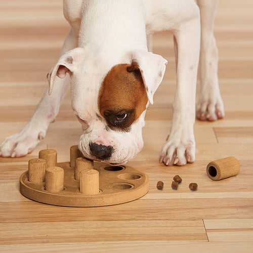 Aktiviseringsleke for hund - Dog Smart