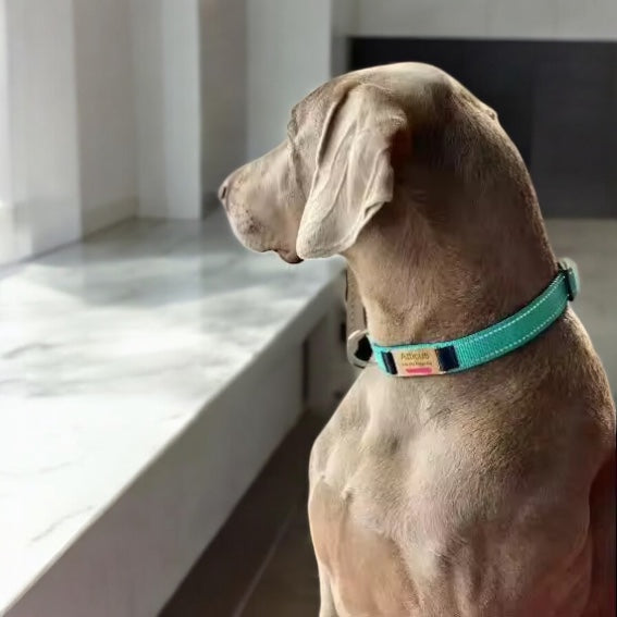 Hundehalsbånd med gravering og refleks – justerbart halsbånd