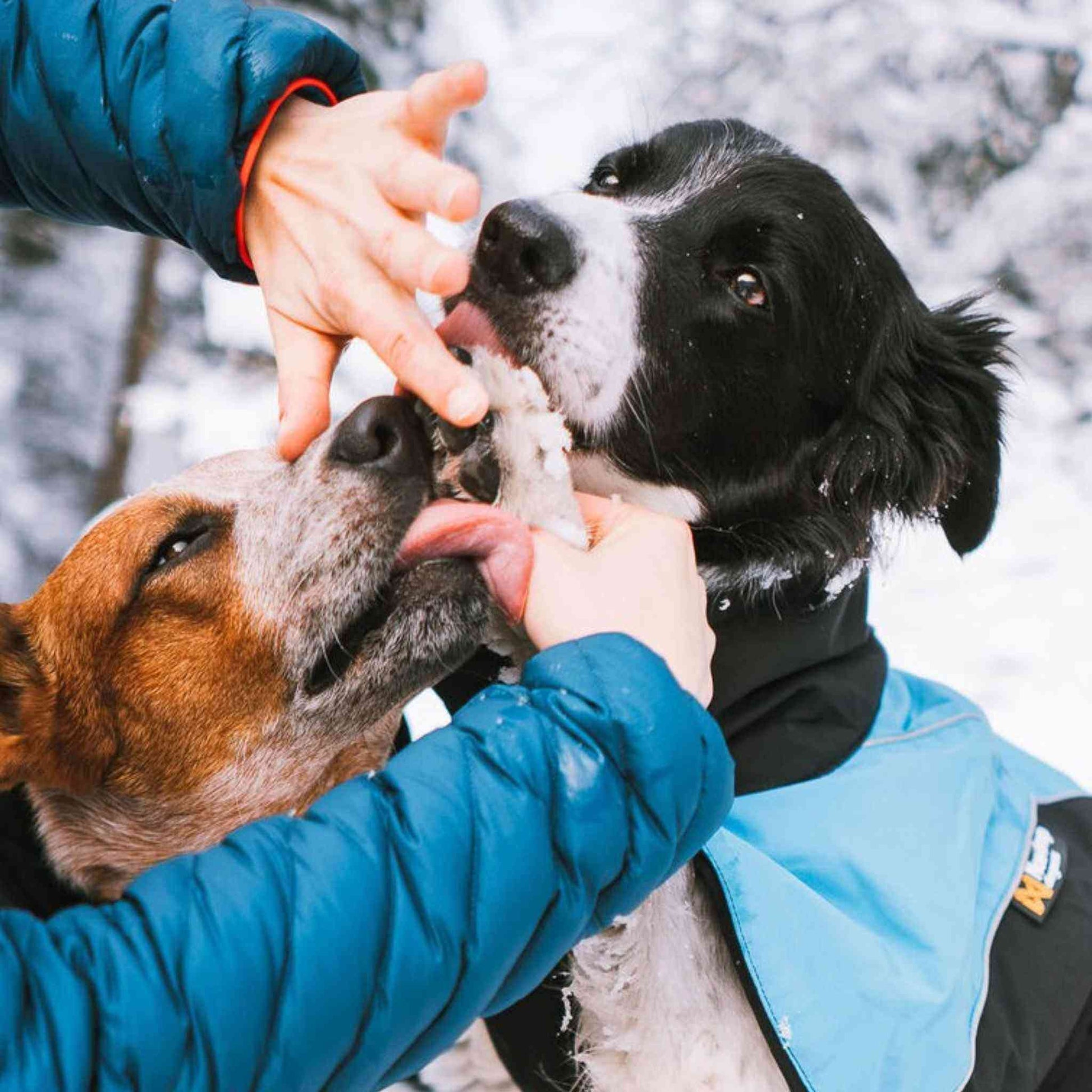 Non-stop dogwear Paw care potesalve til hund