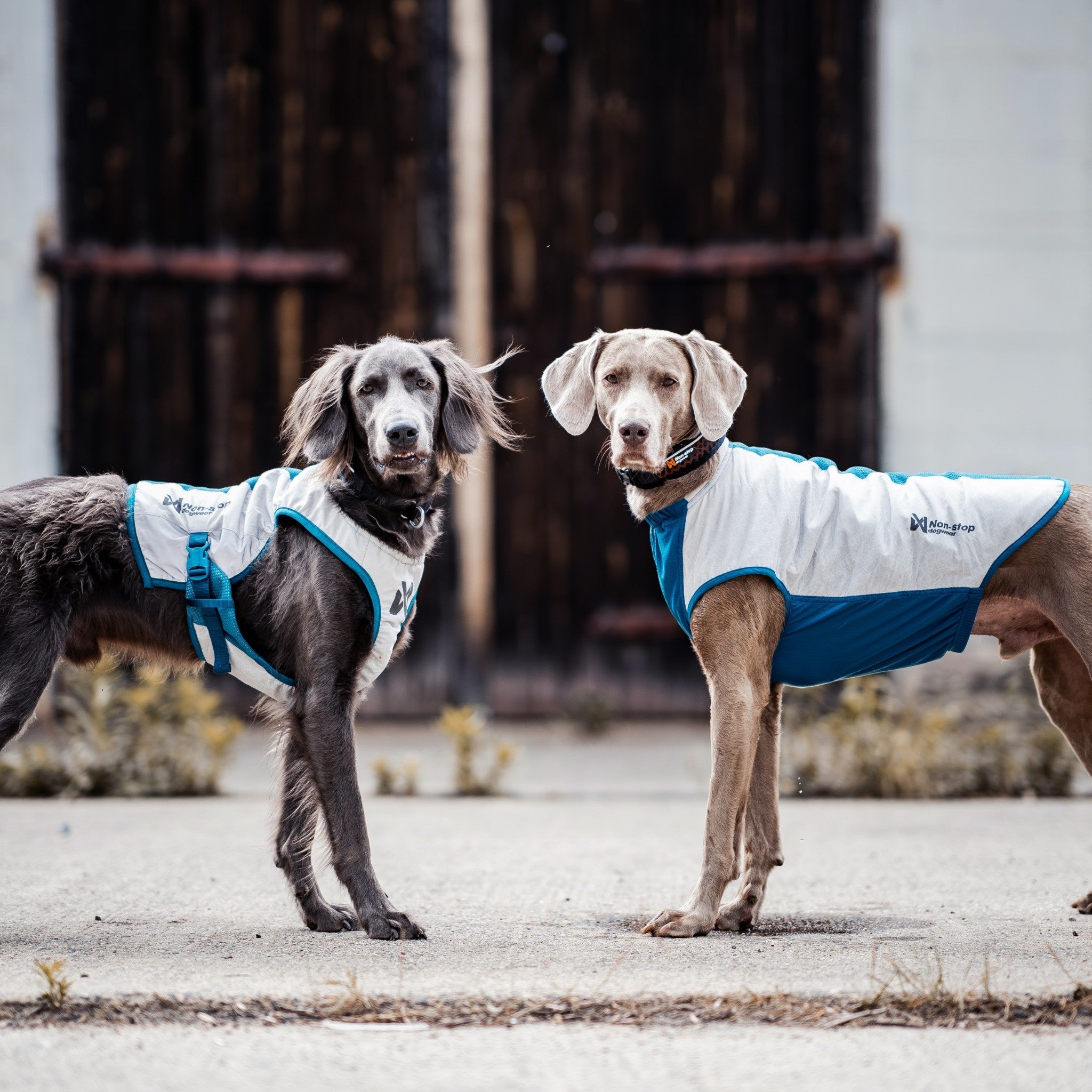 Non-stop Dogwear Cooling Pull-On Vest til hund