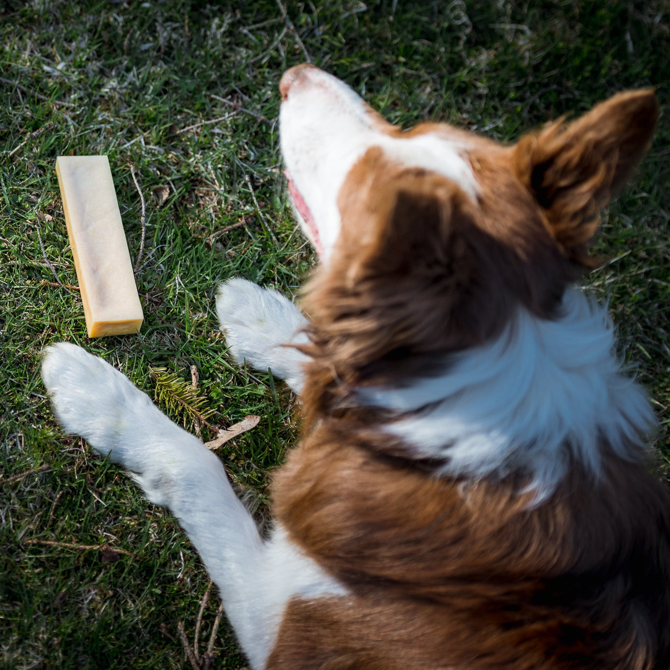 Ostetygg til hund – Hi! Dog Chews Nature