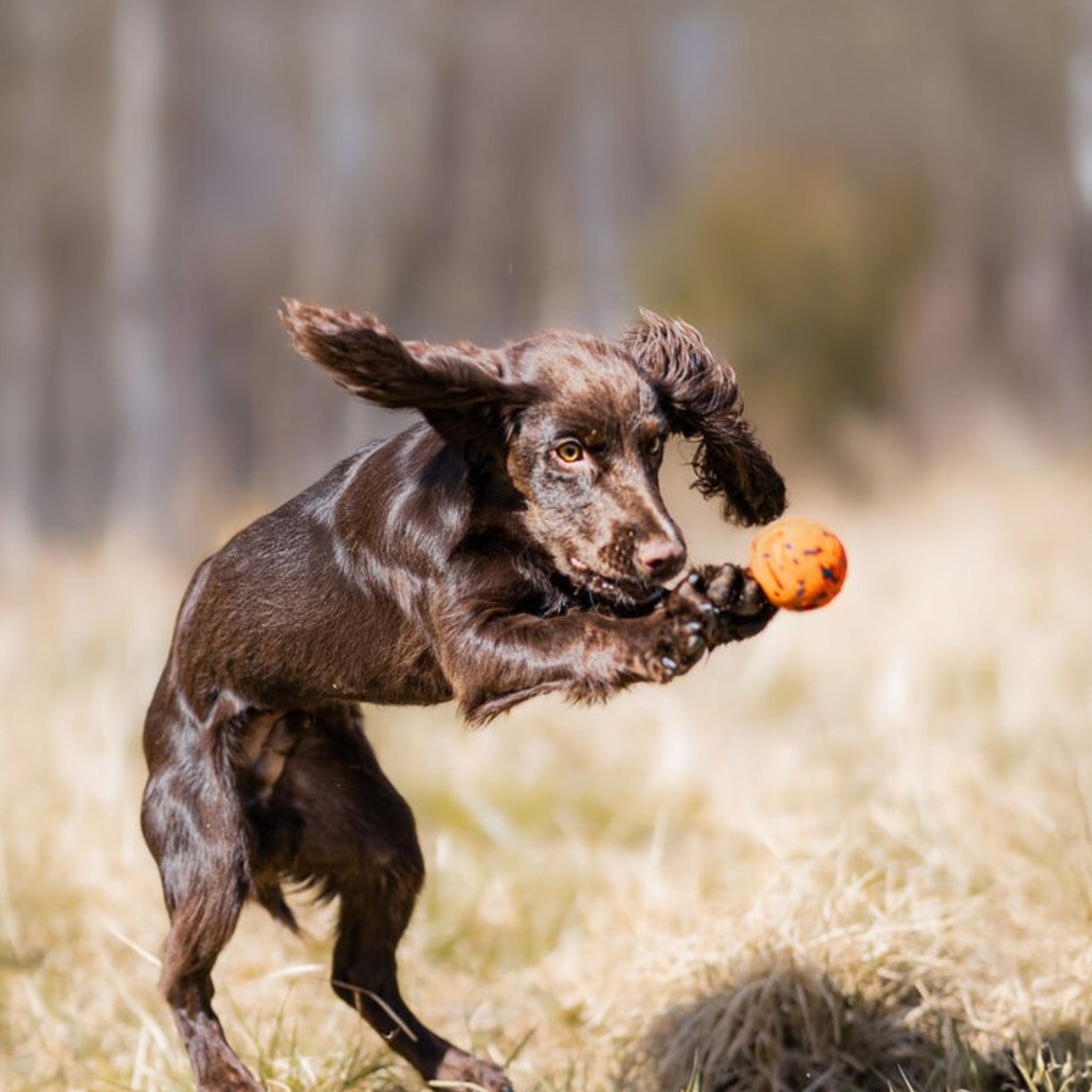 Non-Stop Dogwear Dog Ball – slitesterk sprettball til hund