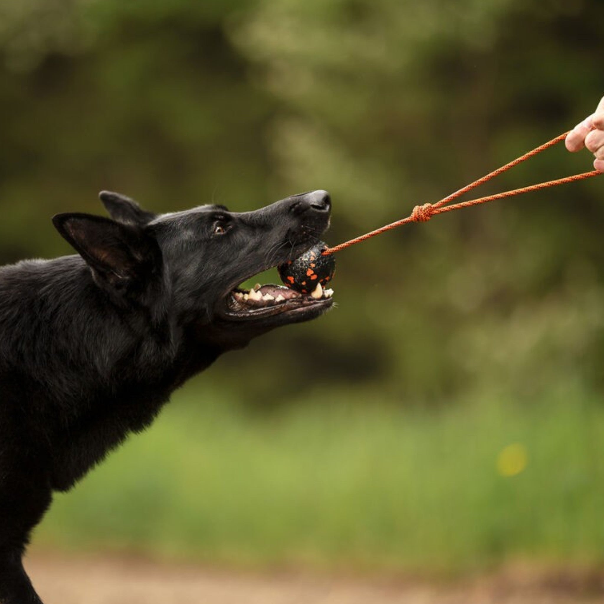 Non-Stop Dogwear Dog Ball on Rope