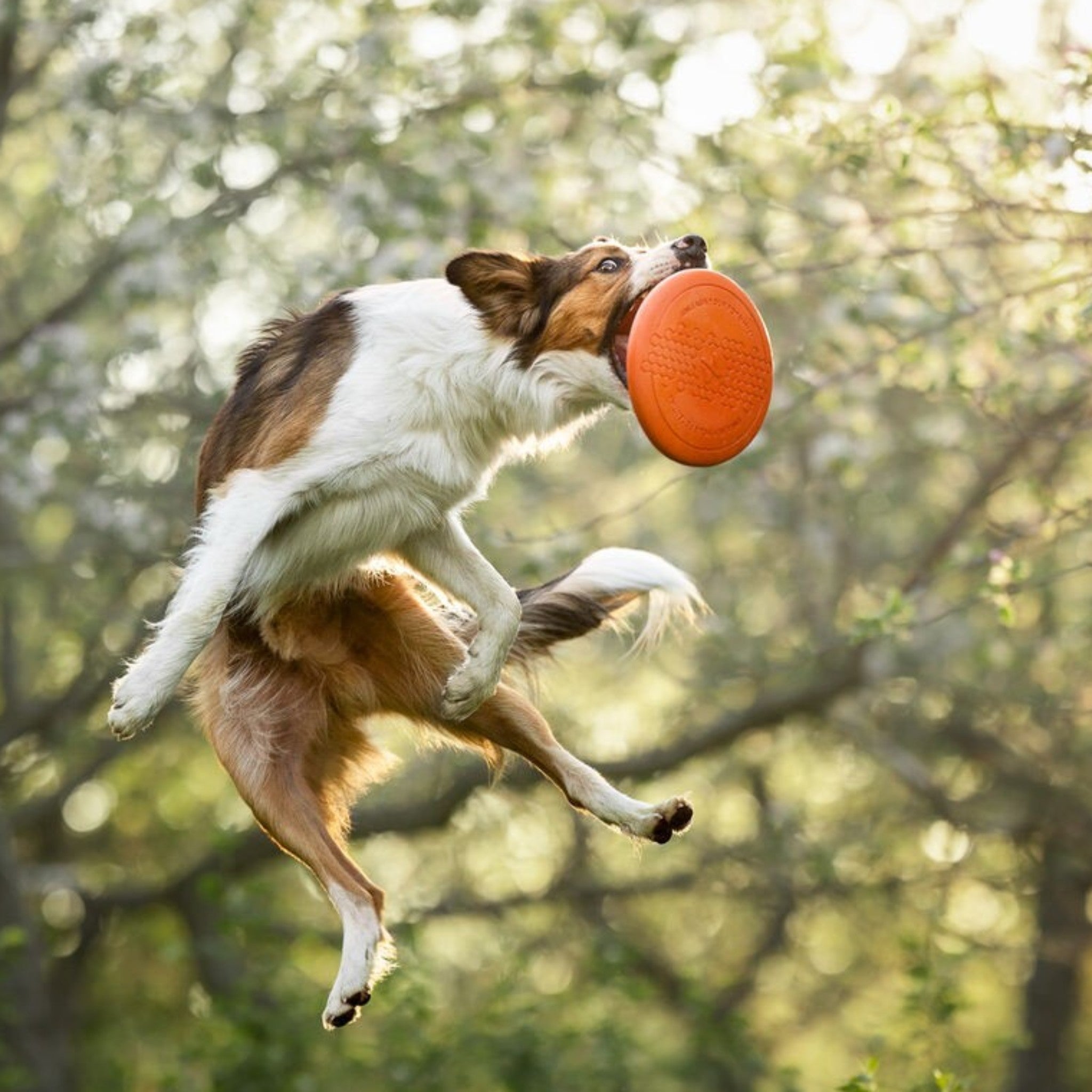 Non-Stop Dogwear Dog Flying Disc – frisbee til hund