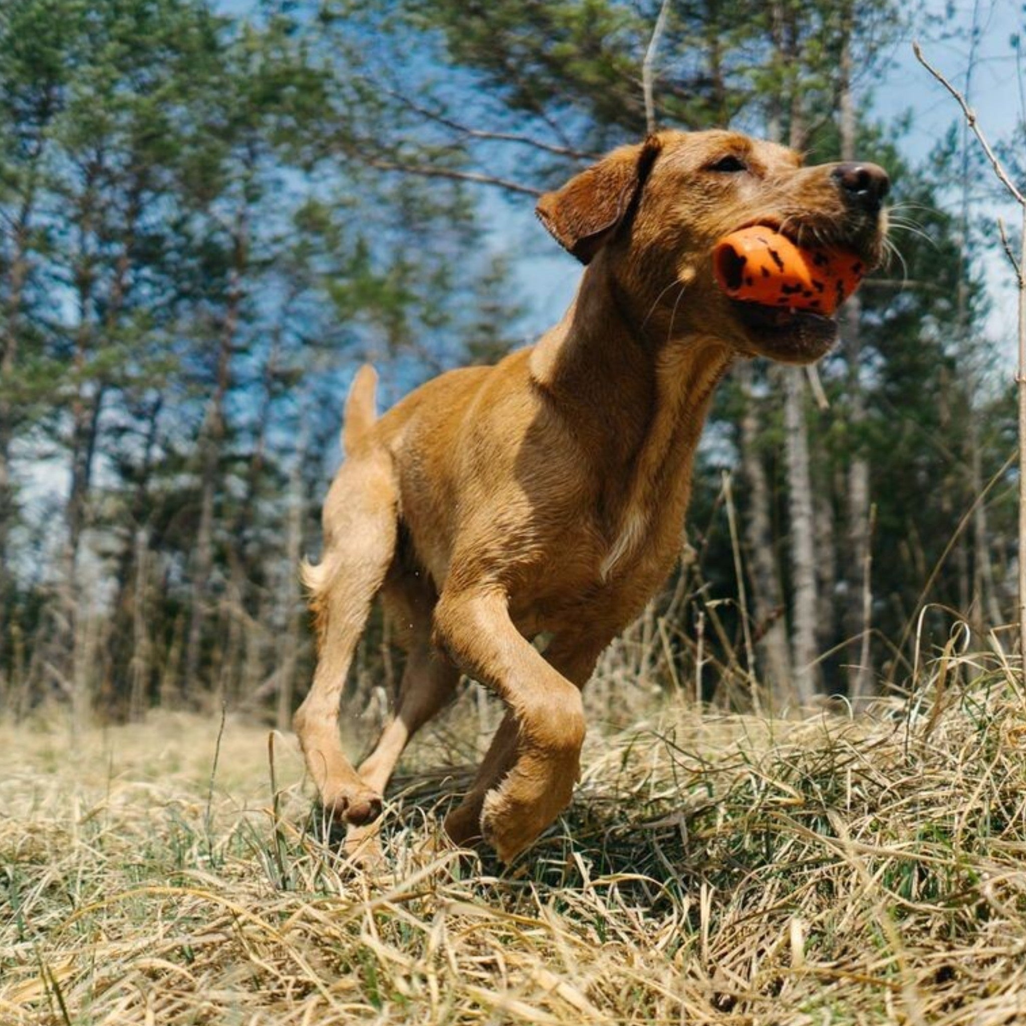 Non-Stop Dogwear Dog Throw Toy – robust hundeleke