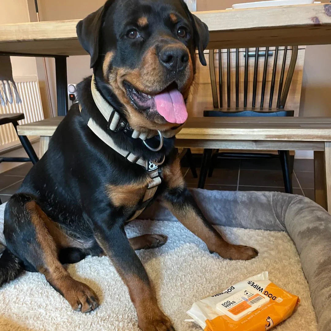 OurPetsLife våtservietter til hund 100 stk – med aloe vera