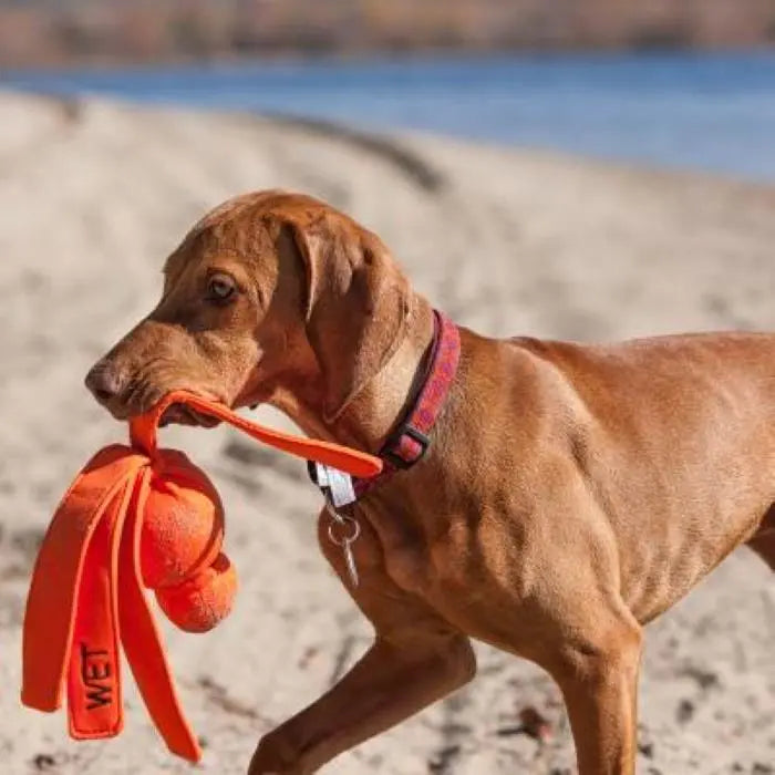 Hund bærer wet wubba hundeleke på stranden.