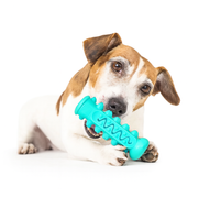 Tyggeleke til hund for tannpleie