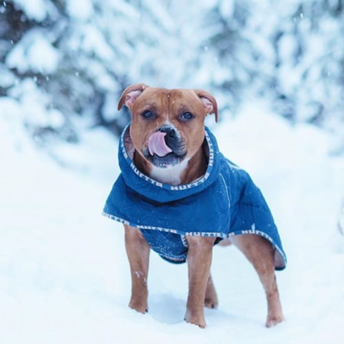 Hurtta dekken for kraftige og muskuløse hunder - Quilted jacket blå