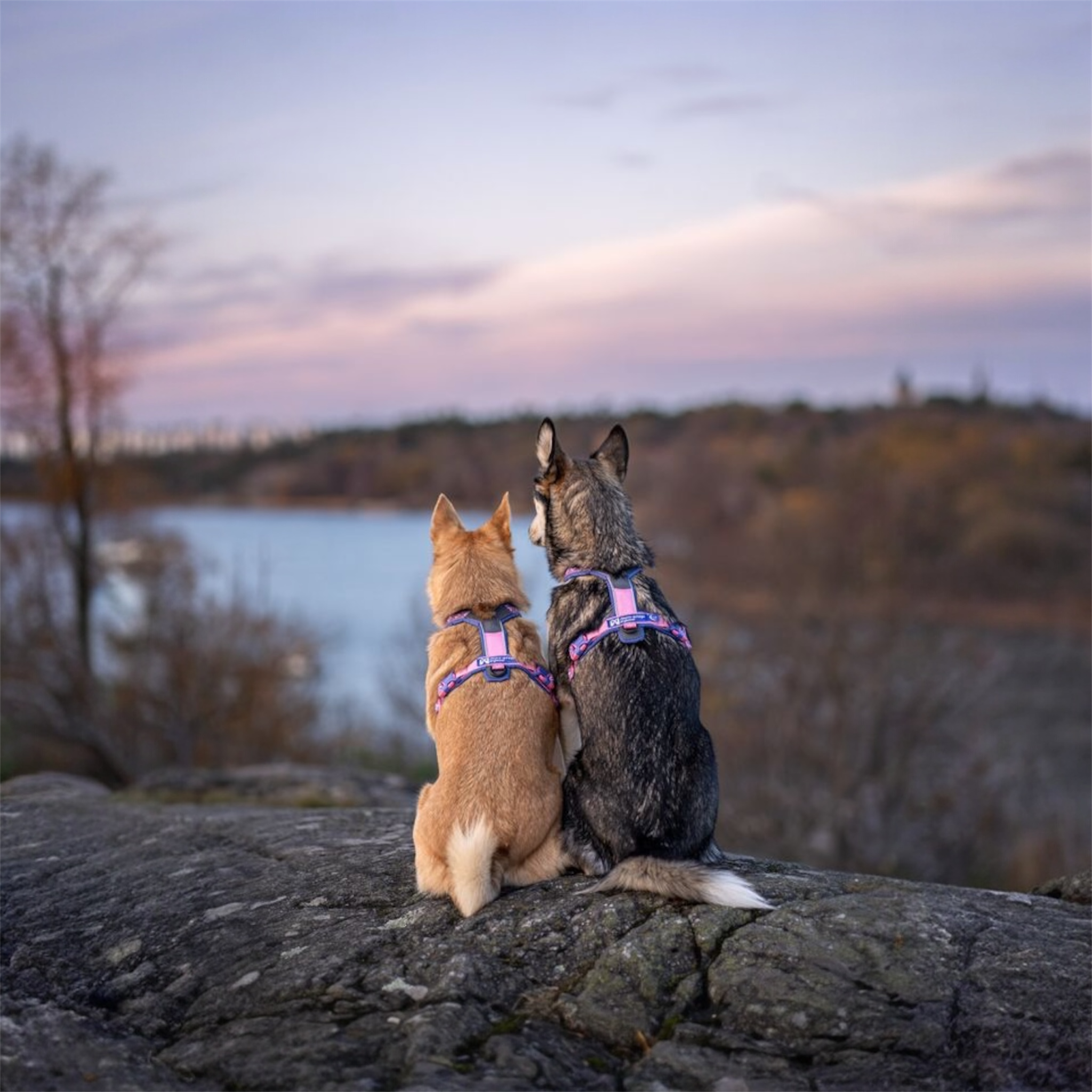 Hundesele til tur – Non-stop Line Harness 5.0 Rachel Pohl