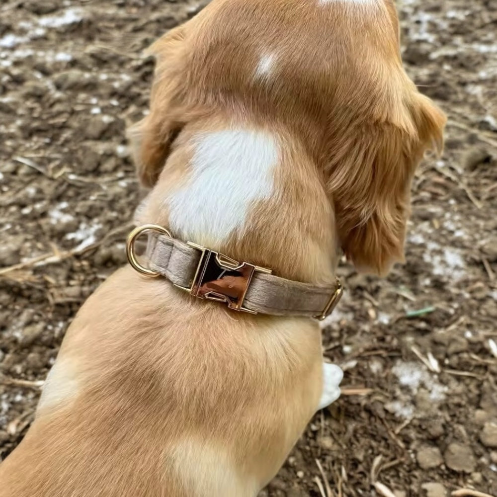 Hundehalsbånd i fløyel – mykt halsbånd med gullspenne