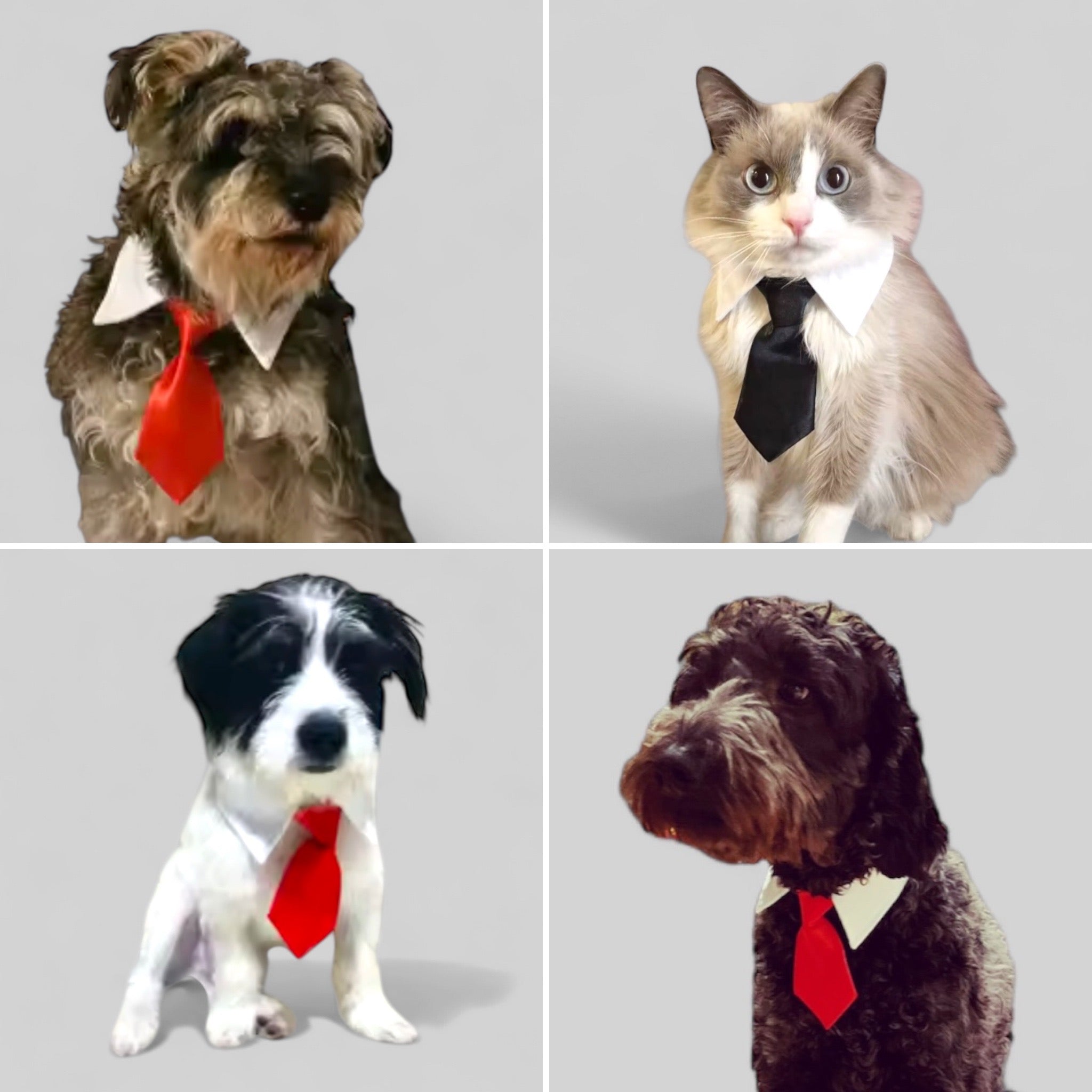 Hundeslips med krage – justerbart slips til hund