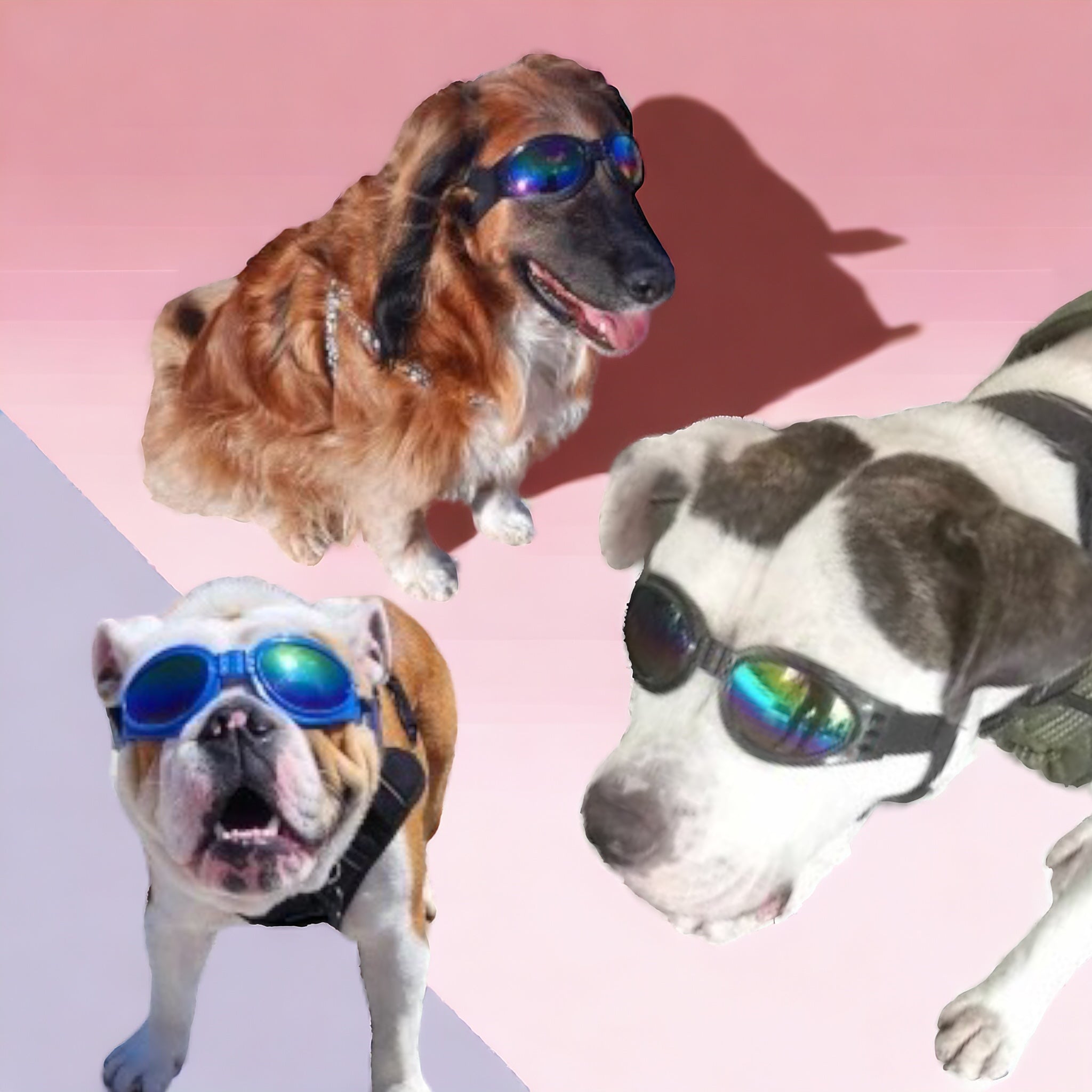 DOGSHADEZ solbriller til hund – UV-beskyttelse og justerbar passform