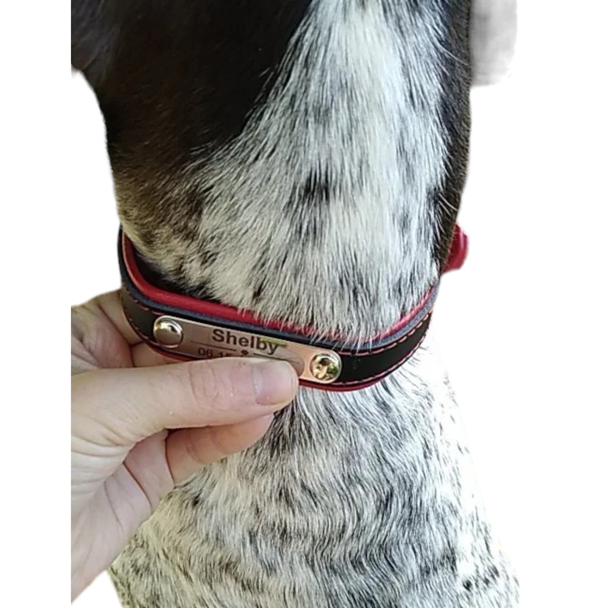 Hundehalsbånd med gravert navn – kunstskinn med metallplate