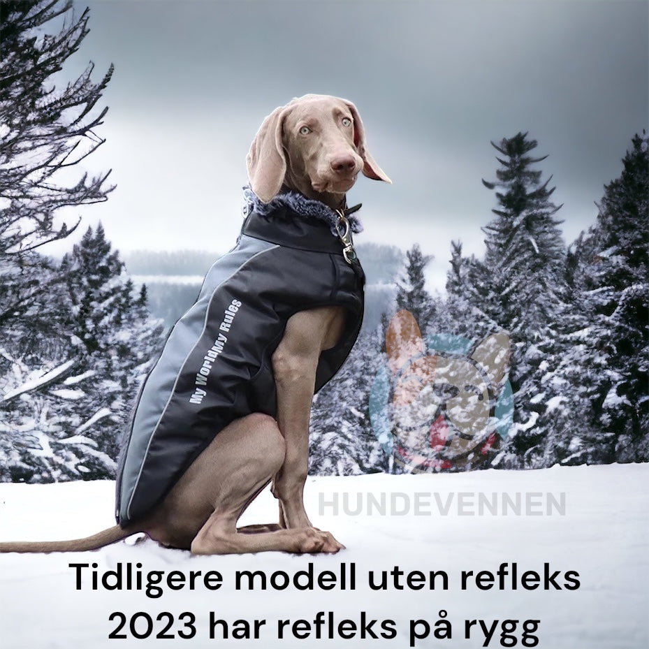 Vinterdekken til hund med refleks og integrert sele