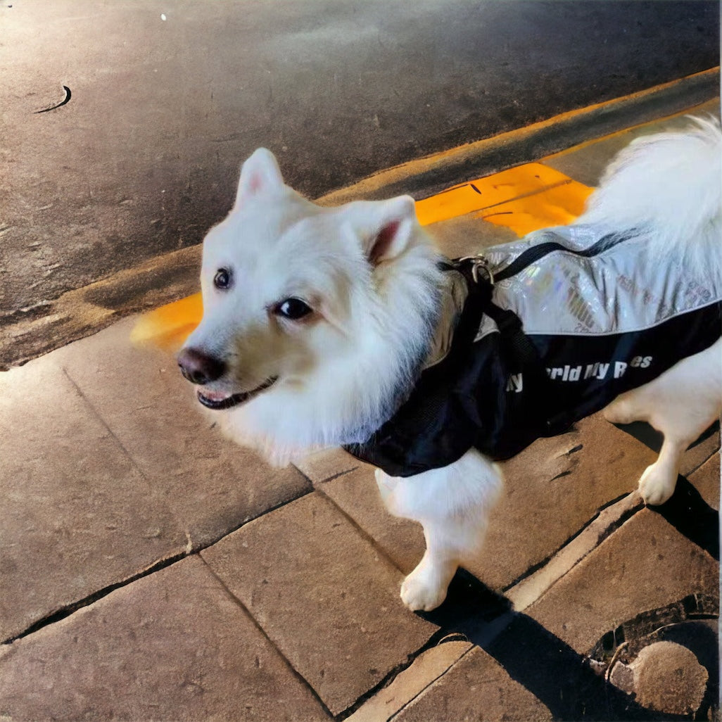 Vinterdekken til hund med refleks og integrert sele