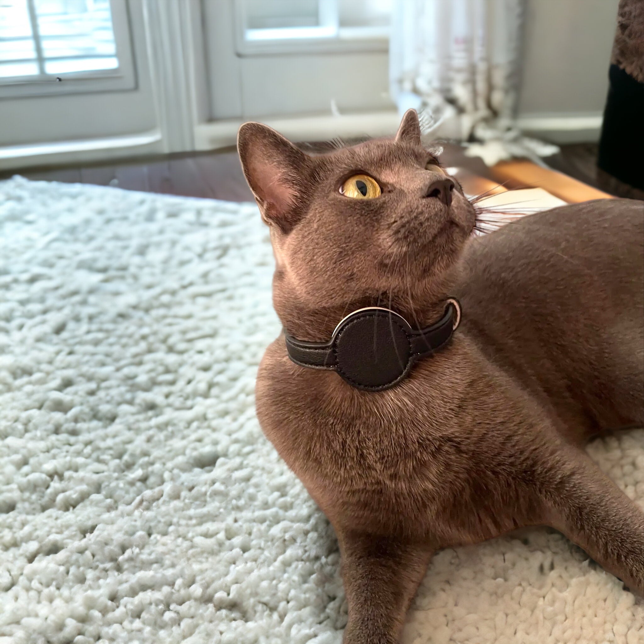 Halsbånd med navn og AirTag-holder – kunstlær til hund og katt