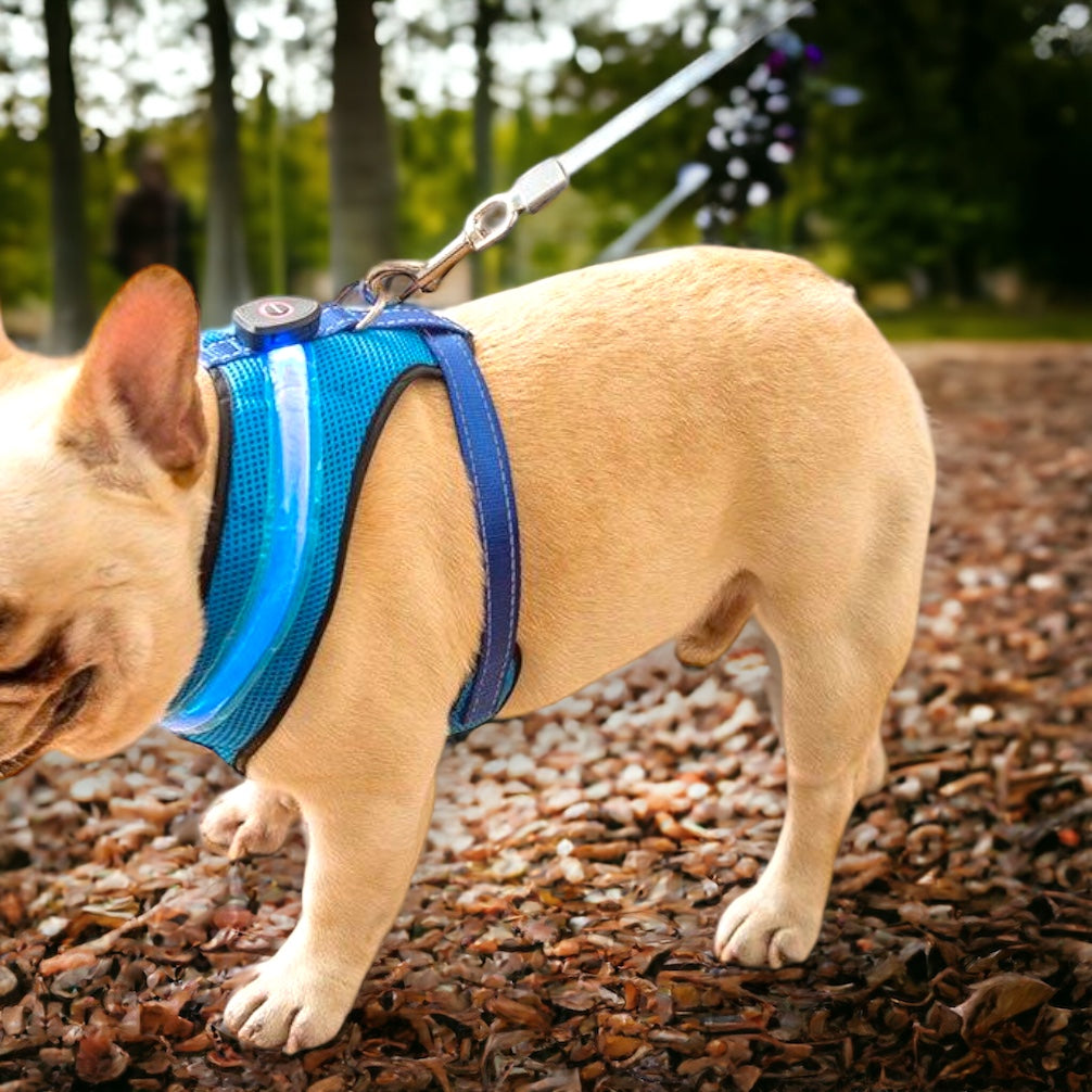 Hundesele med LED-lys