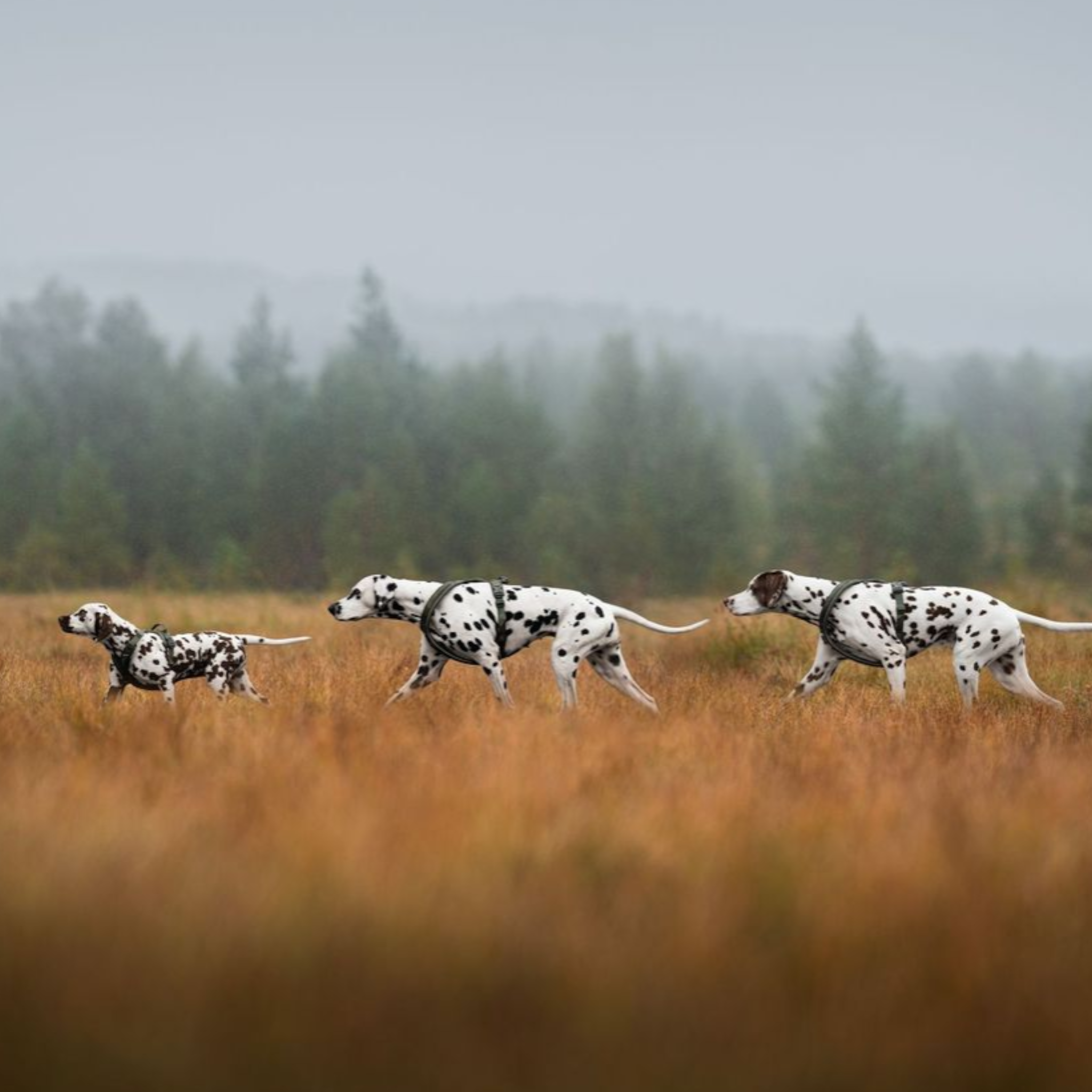 Non-stop Line Harness 5.0 – allsidig hundesele til tur og spor