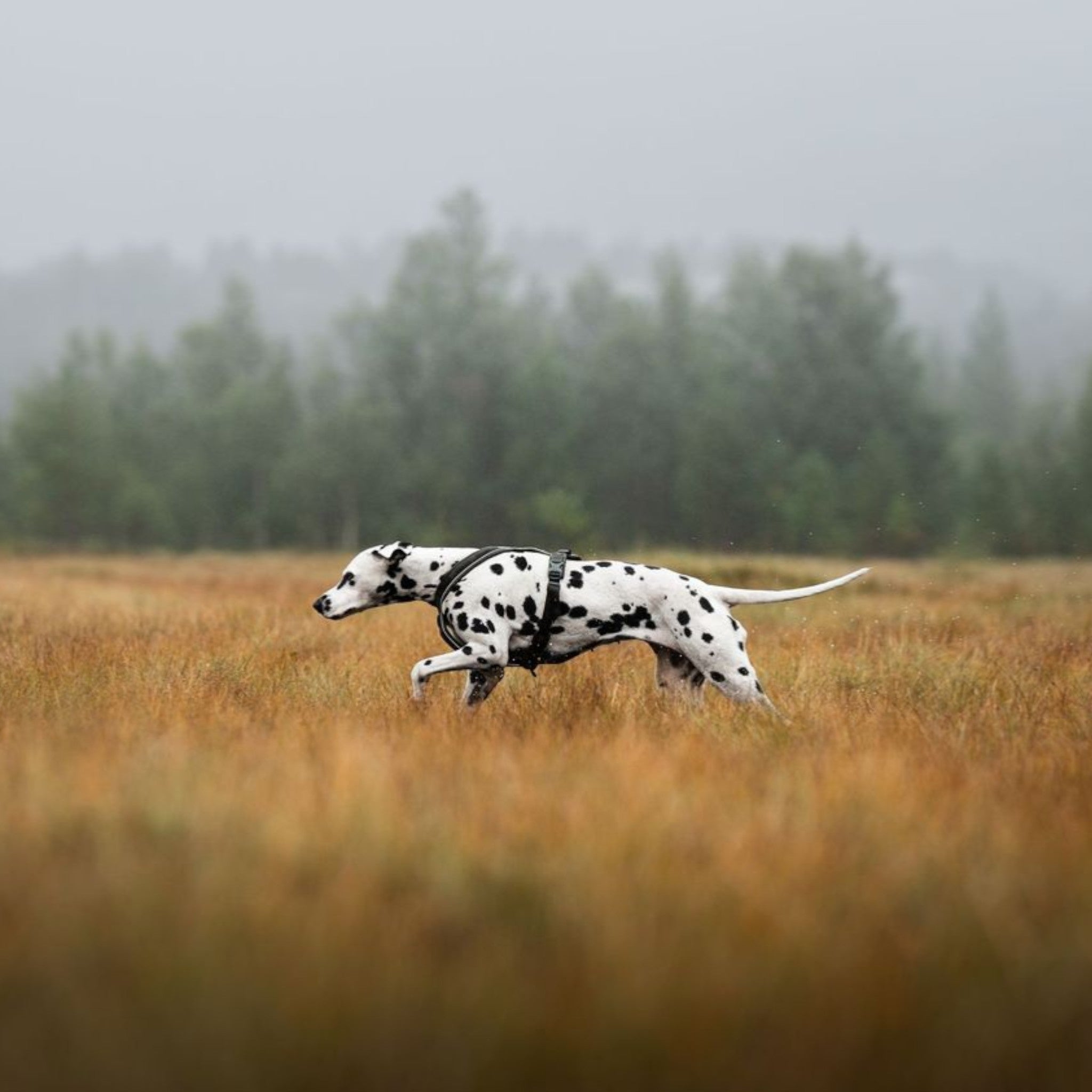 Non-stop Line Harness 5.0 – allsidig hundesele til tur og spor
