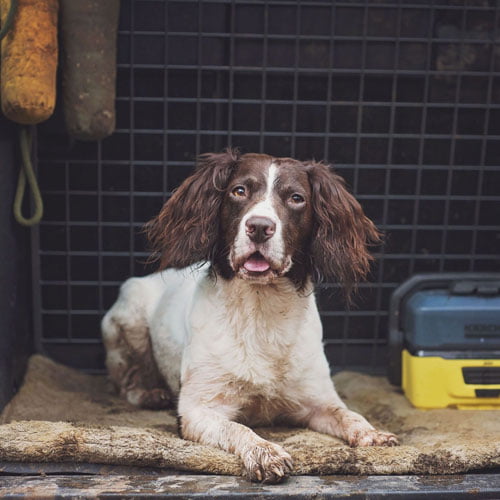 FlexDog – Siccaro tørkematte