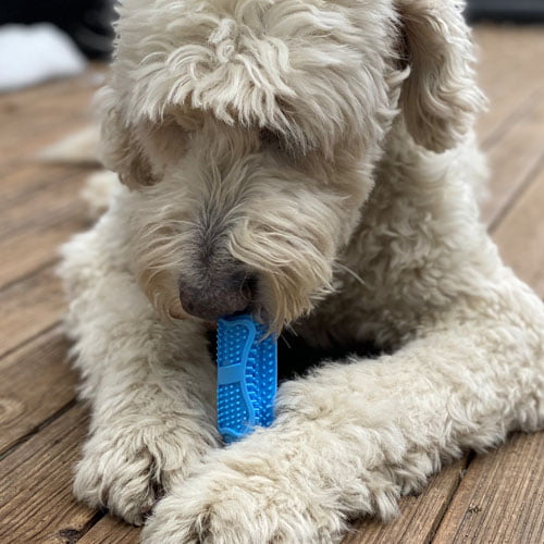 Tannbørste stick blå