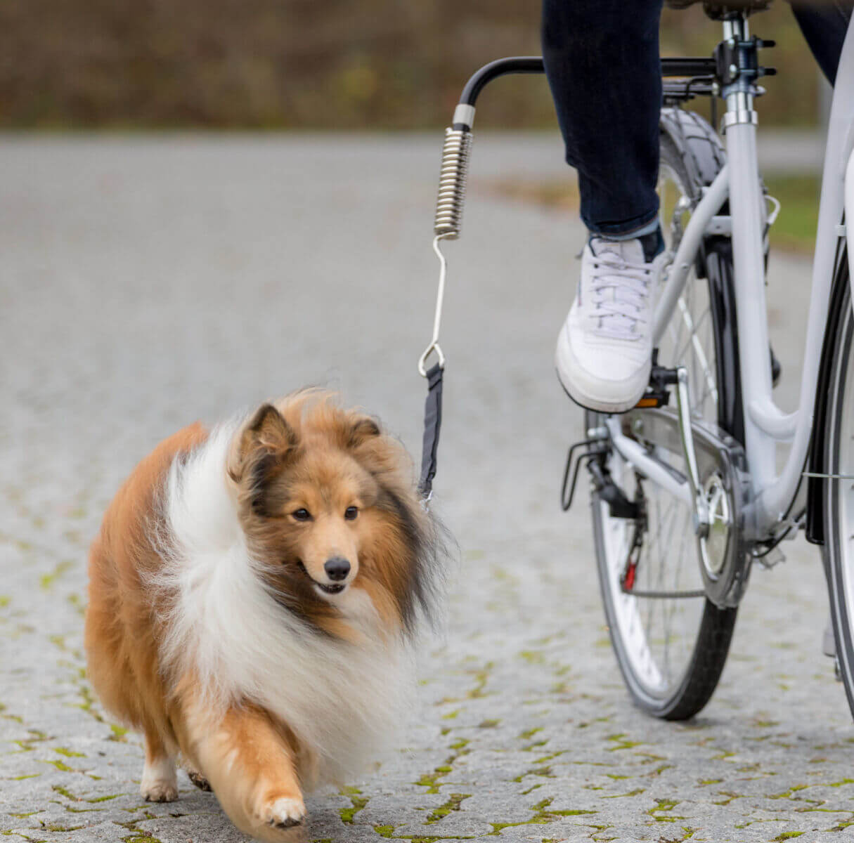Sykkelsett til hund – Trixie DeLuxe