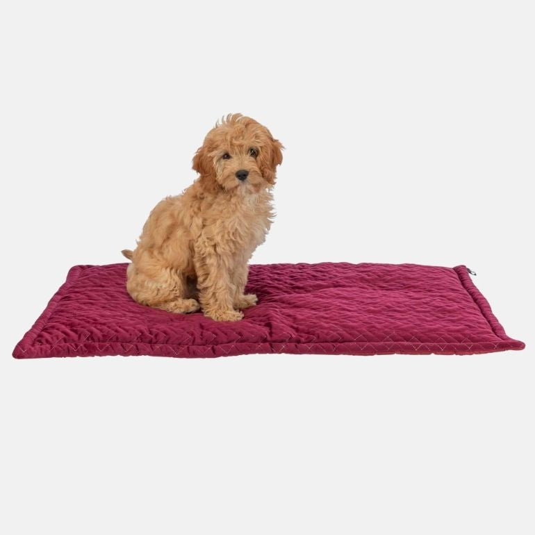 Bilde av Natalya liggeteppe til hunder med en søt valp sittende oppå.