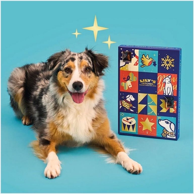 Bilde av en trikolor hund som ligger ved siden av lily's kitchen sin adventskalender.