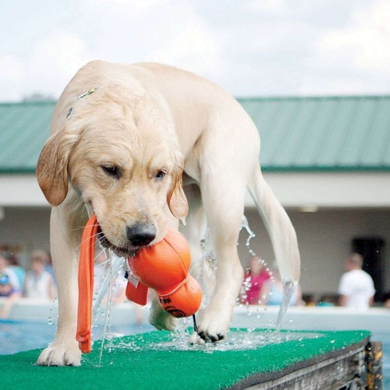 Labrador leker med wet wubba fra Kong. Hunden holder wet wubba i munnen.