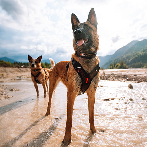ROCK justerbart halsbånd – Non-stop