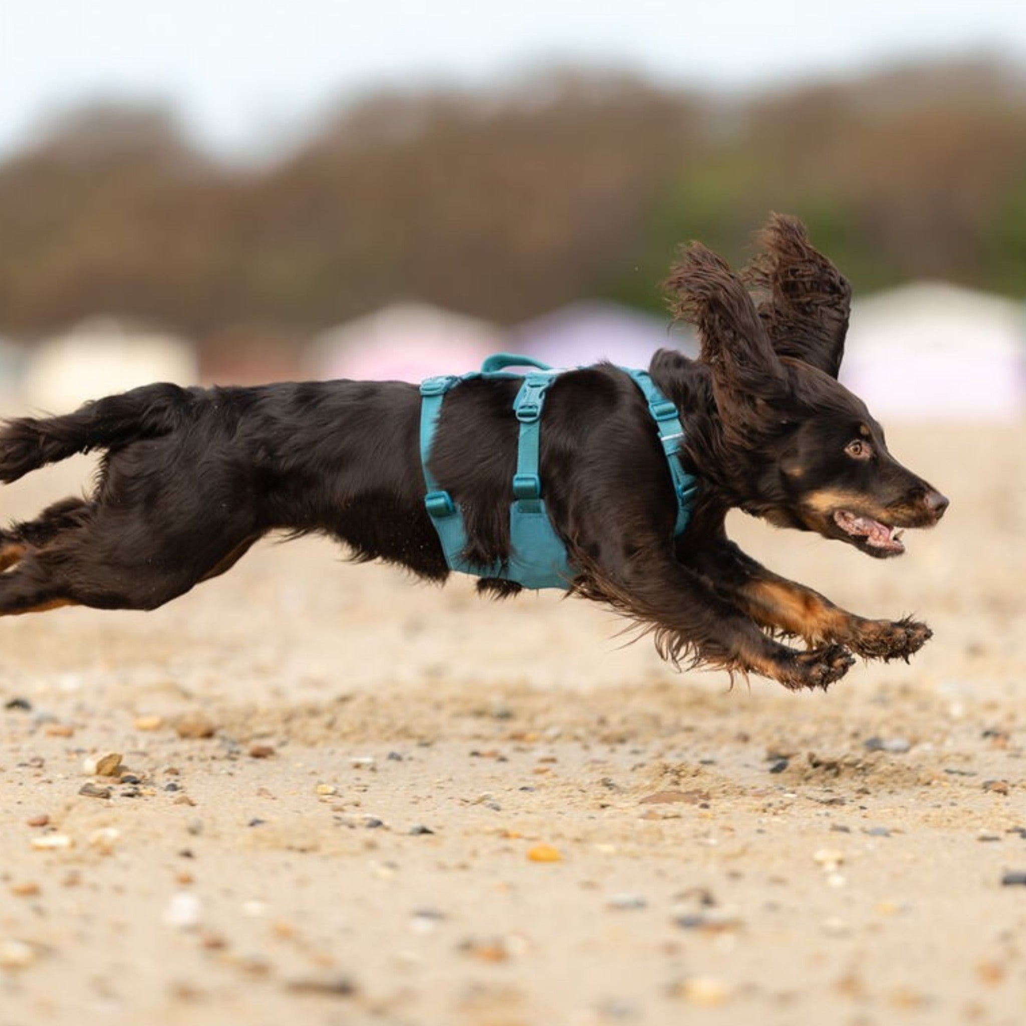 Non-Stop Dogwear Ramble harness long