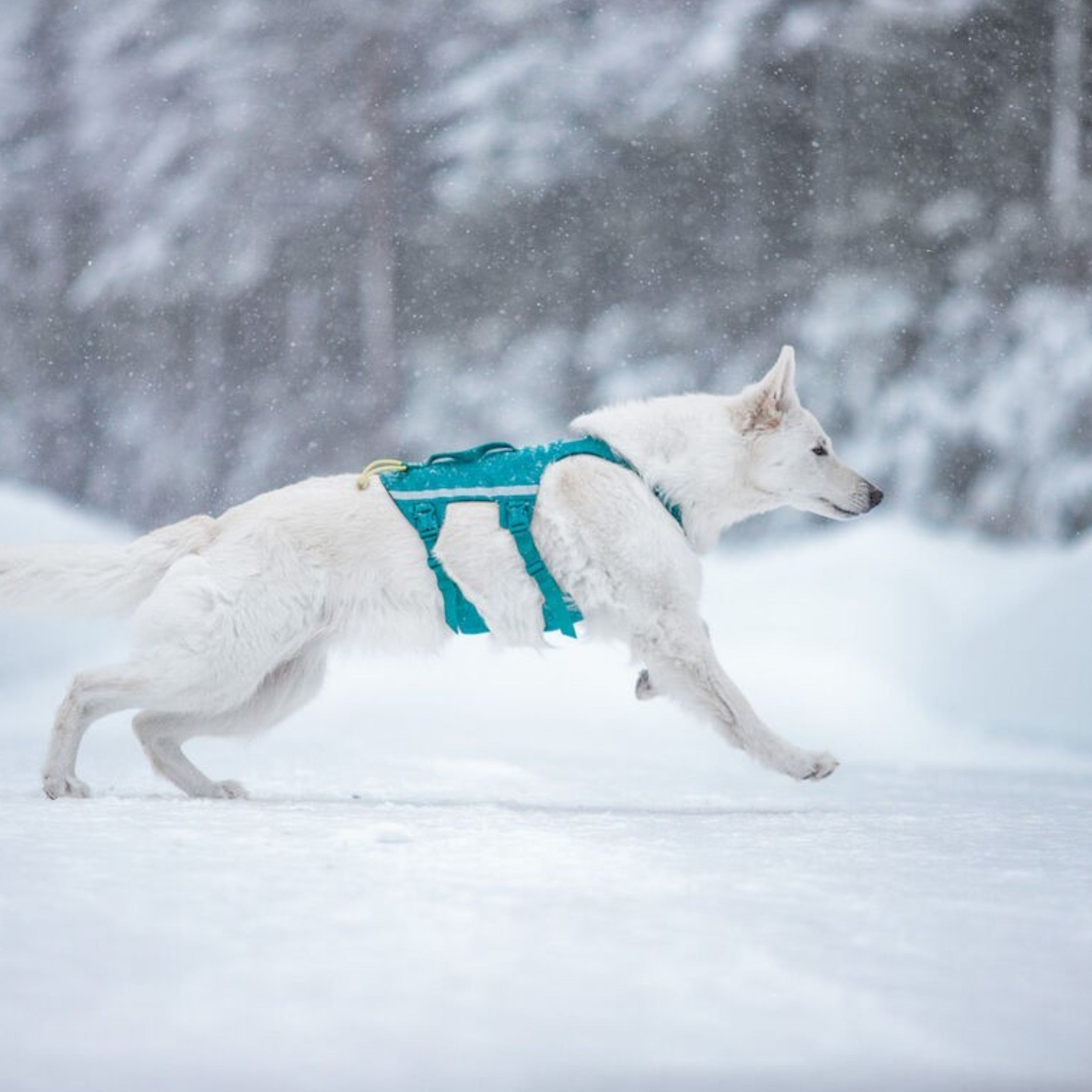 Non-Stop Dogwear Ramble harness long