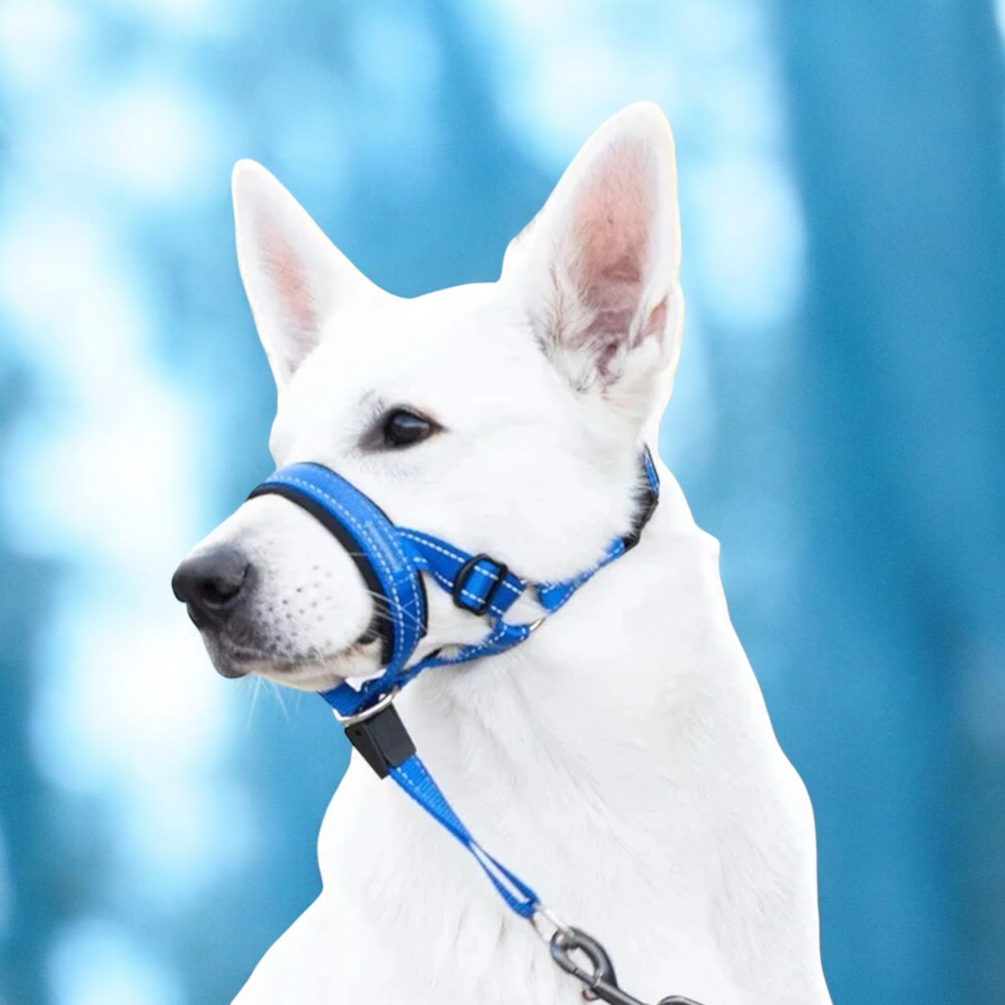 Snutesele til hund – justerbar grime for bedre kontroll
