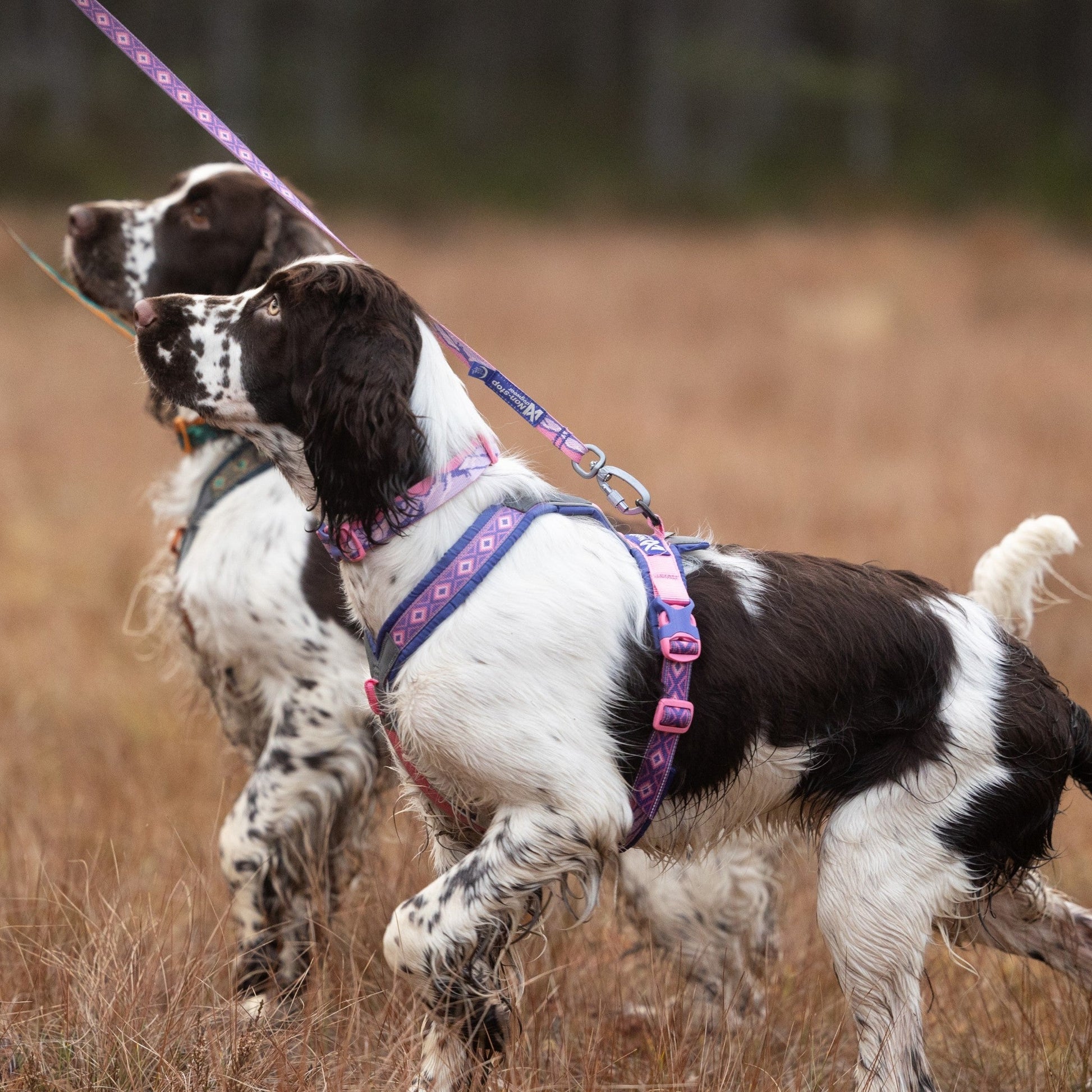 Non-stop Dogwear Trail Quest Leash Rachel Pohl Edition hundebånd med polstret håndtak og reflekterende detaljer