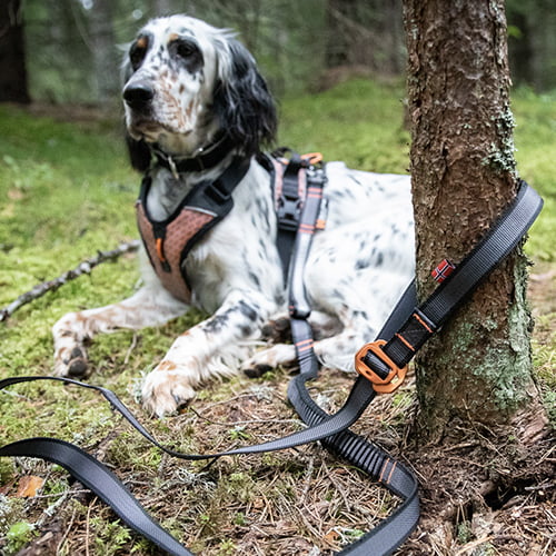 Touring Bungee adjustable – justerbart elastisk hundekobbel fra Non-Stop