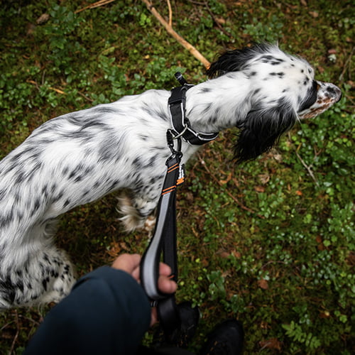 Touring Bungee adjustable – justerbart elastisk hundekobbel fra Non-Stop